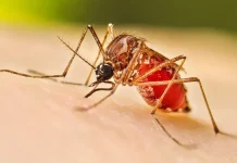Dengue cobra la vida de 56 personas en Colombia durante 2025: Huila registra tres muertes
