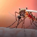 Cinco muertes por dengue en el Huila encienden las alarmas sanitarias